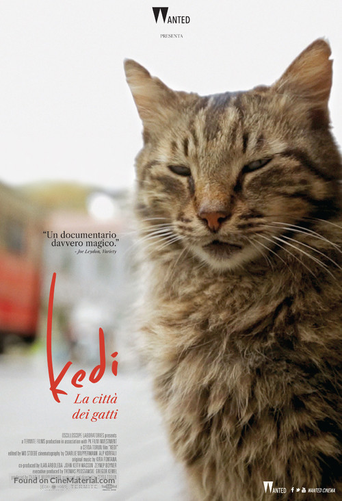 Kedi - Italian Movie Poster