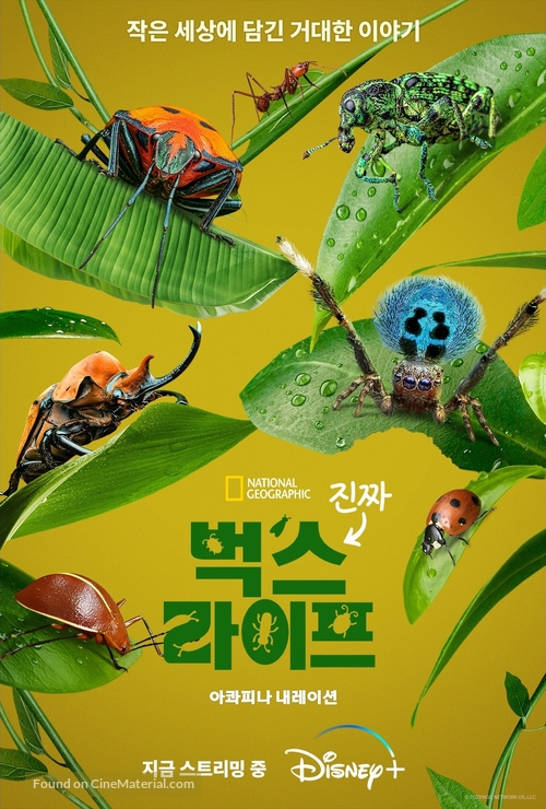 &quot;A Real Bug&#039;s Life&quot; - South Korean Movie Poster