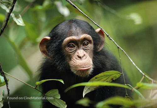 Chimpanzee - Key art
