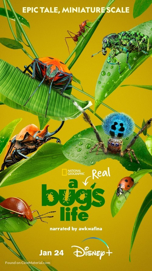 &quot;A Real Bug&#039;s Life&quot; - Movie Poster