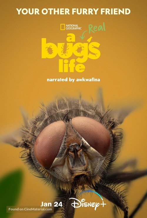 &quot;A Real Bug&#039;s Life&quot; - Movie Poster