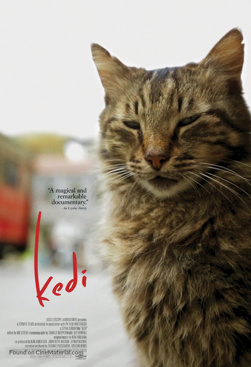 Kedi - Movie Poster