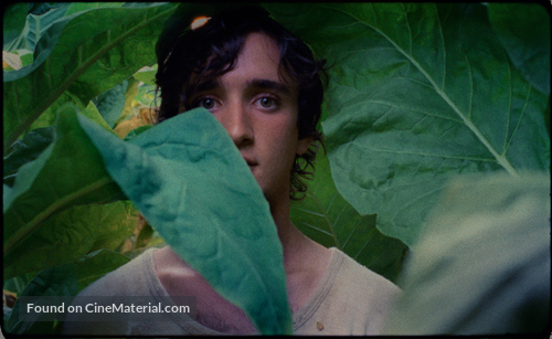 Lazzaro felice - Key art