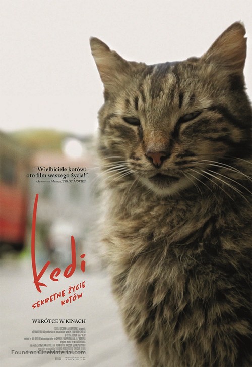 Kedi - Polish Movie Poster