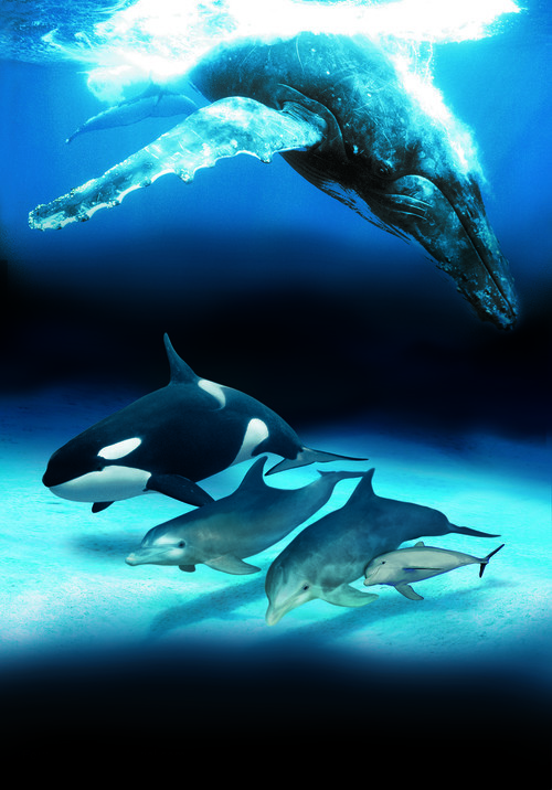 Dolphins and Whales 3D: Tribes of the Ocean - Key art