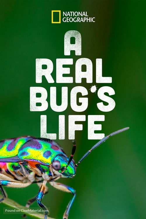 &quot;A Real Bug&#039;s Life&quot; - poster