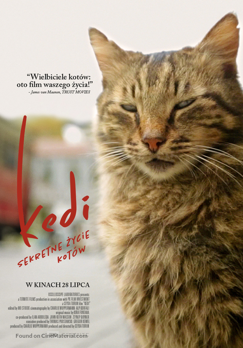 Kedi - Polish Movie Poster